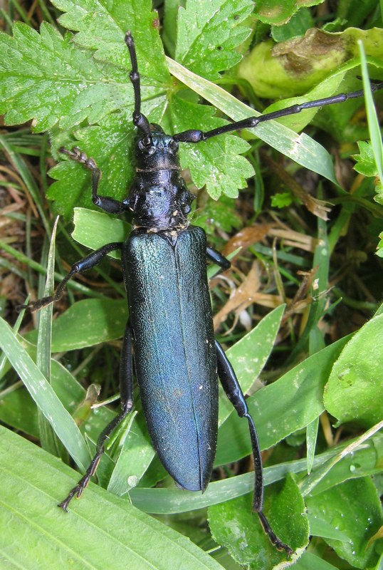 Aromia moschata?